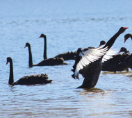 Community calls on Council as black swan habitat threatened