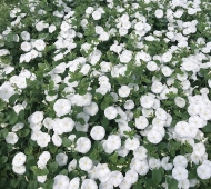 Gorgeous groundcover